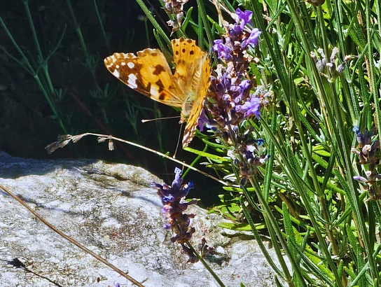 Ein orange-brauner Schmetterling sitzt auf lila Blumen.