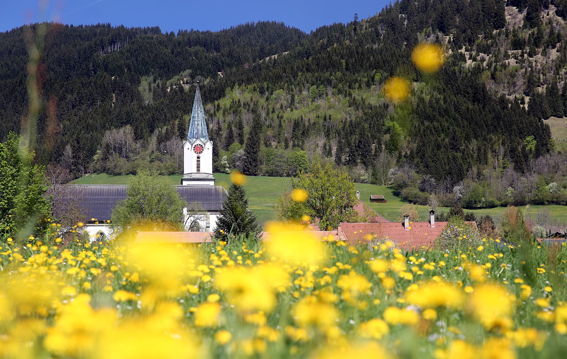 Im Vordergrund eine gelbe Blumenwiese. Im Hintergrund ragt ein Kirchturm auf.