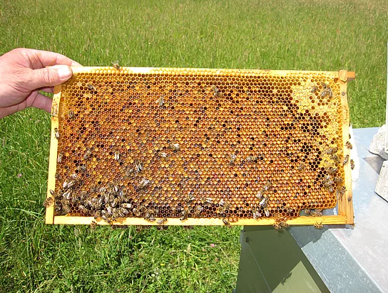 Eine Hand hält eine Bienenwabe aus einem Bienenkasten. Darauf tummeln sich etliche Bienen. Die meisten Wabenlöcher sind bereits befüllt. Im Hintergrund eine grüne Wiese.