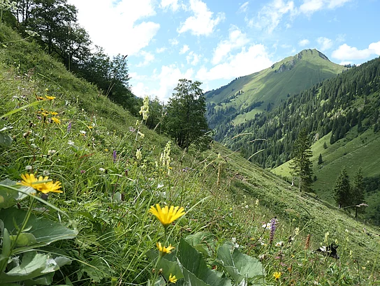 Traufberg. Blumenwiese an einem Berghang.