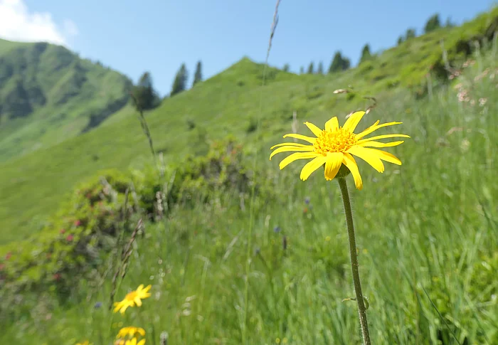 Sölleralp. Gelbe Blume in einem Grünen Berghang.