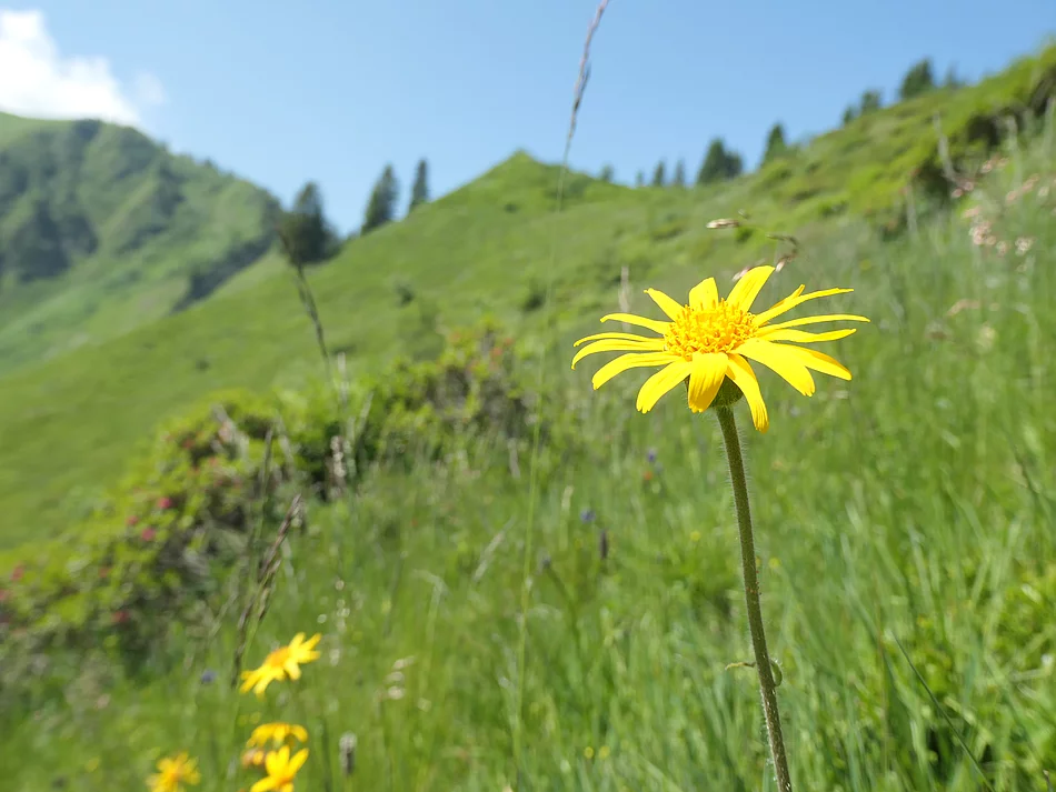 Sölleralp. Gelbe Blume in einem Grünen Berghang.
