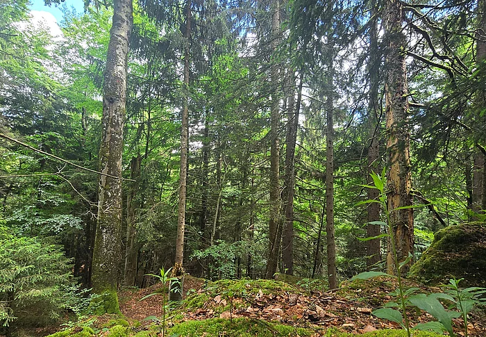 Ein schöner Mischwald mit bemoosten Böden und hohen Laub- und Nadelbäumen.