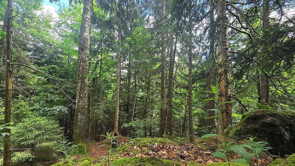 Ein schöner Mischwald mit bemoosten Böden und hohen Laub- und Nadelbäumen.