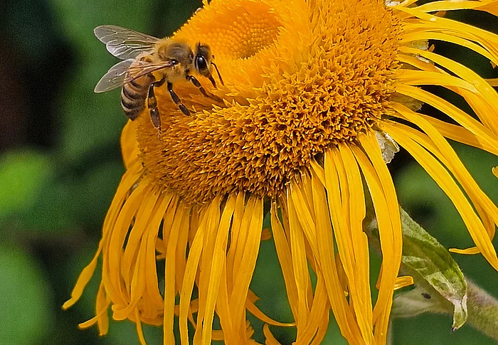 Eine Biene auf einer gelben Blüte.