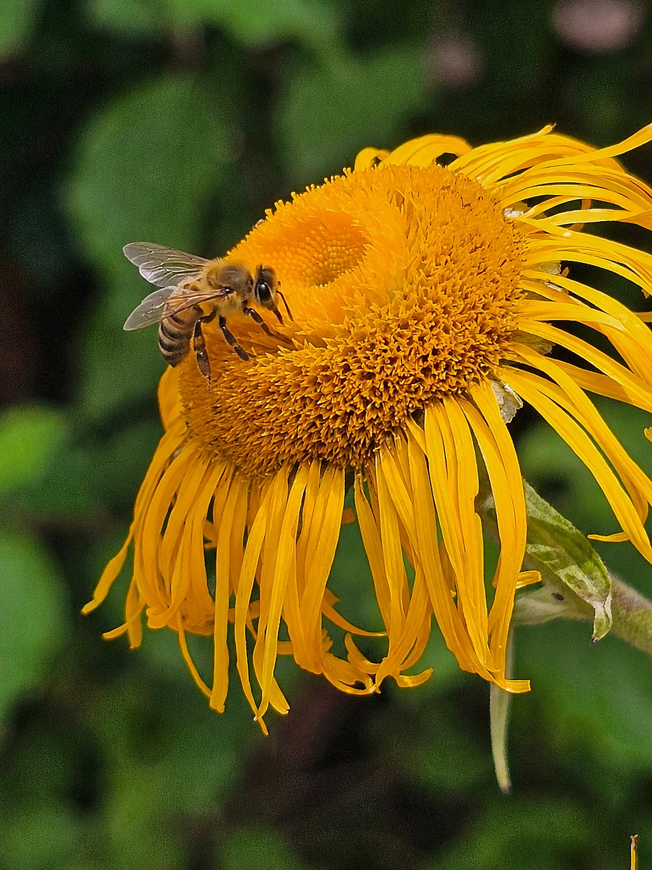 Eine Biene auf einer gelben Blüte.